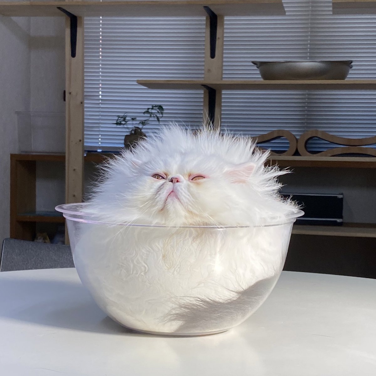 未確認生物がいた 