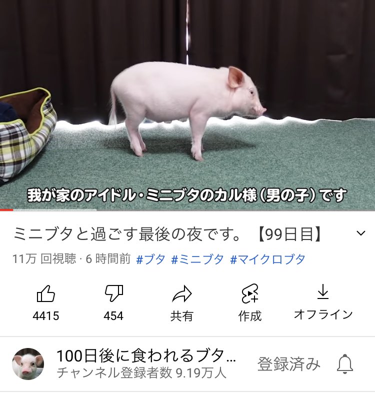 100日後に食われるブタというのをチャンネル登録してたまに見てたんだけど今日が最後の日らしくて気になって眠れない 