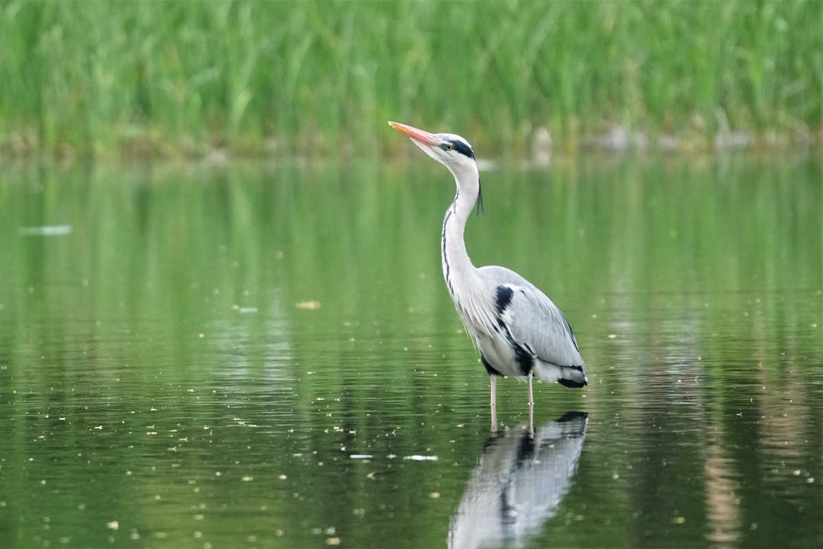 アオサギがやたらと空を気にしているからオオタカでもいるのかな、と思ったら・・・えっ