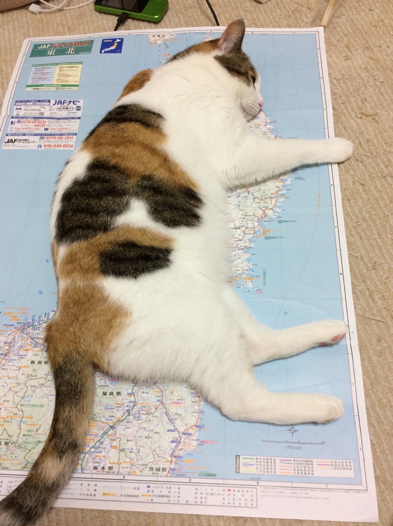 東北地方に上陸し動かない三毛猫 