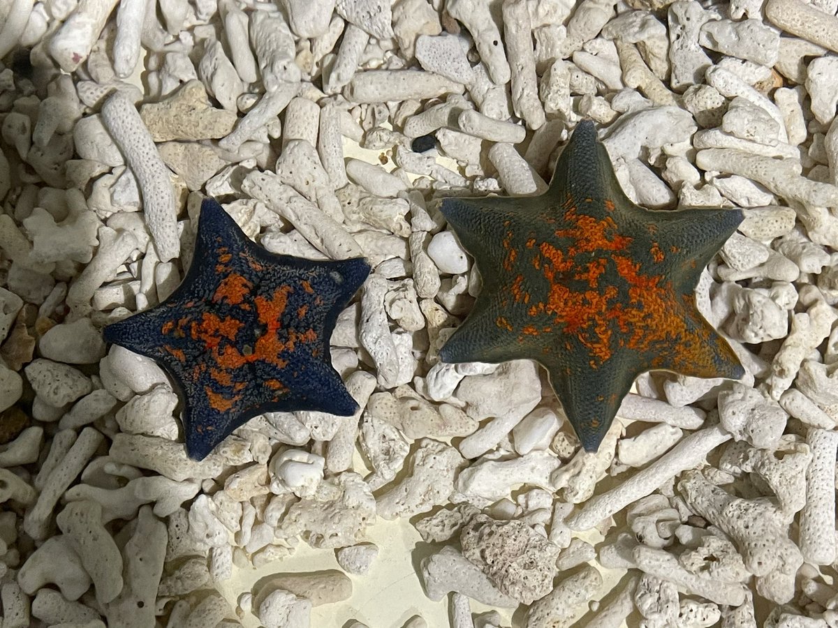 珍しい個体なのでぜひ撮ってくださいって言われた六芒星のヒトデちゃん 