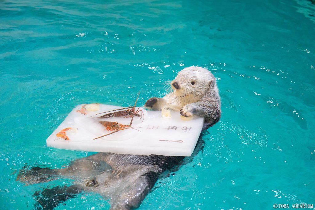 お正月の実感なく過ごしてたけど推しのラッコがお年玉もらってるの見てやっと実感できました 一生健康でいてくれ… 