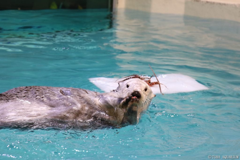 お正月の実感なく過ごしてたけど推しのラッコがお年玉もらってるの見てやっと実感できました 一生健康でいてくれ… 