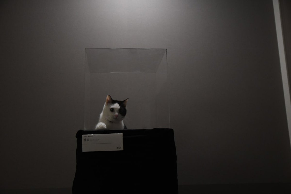   「置いておくだけで飼ってる猫が美術品みたいになる」キャットタワーを作った