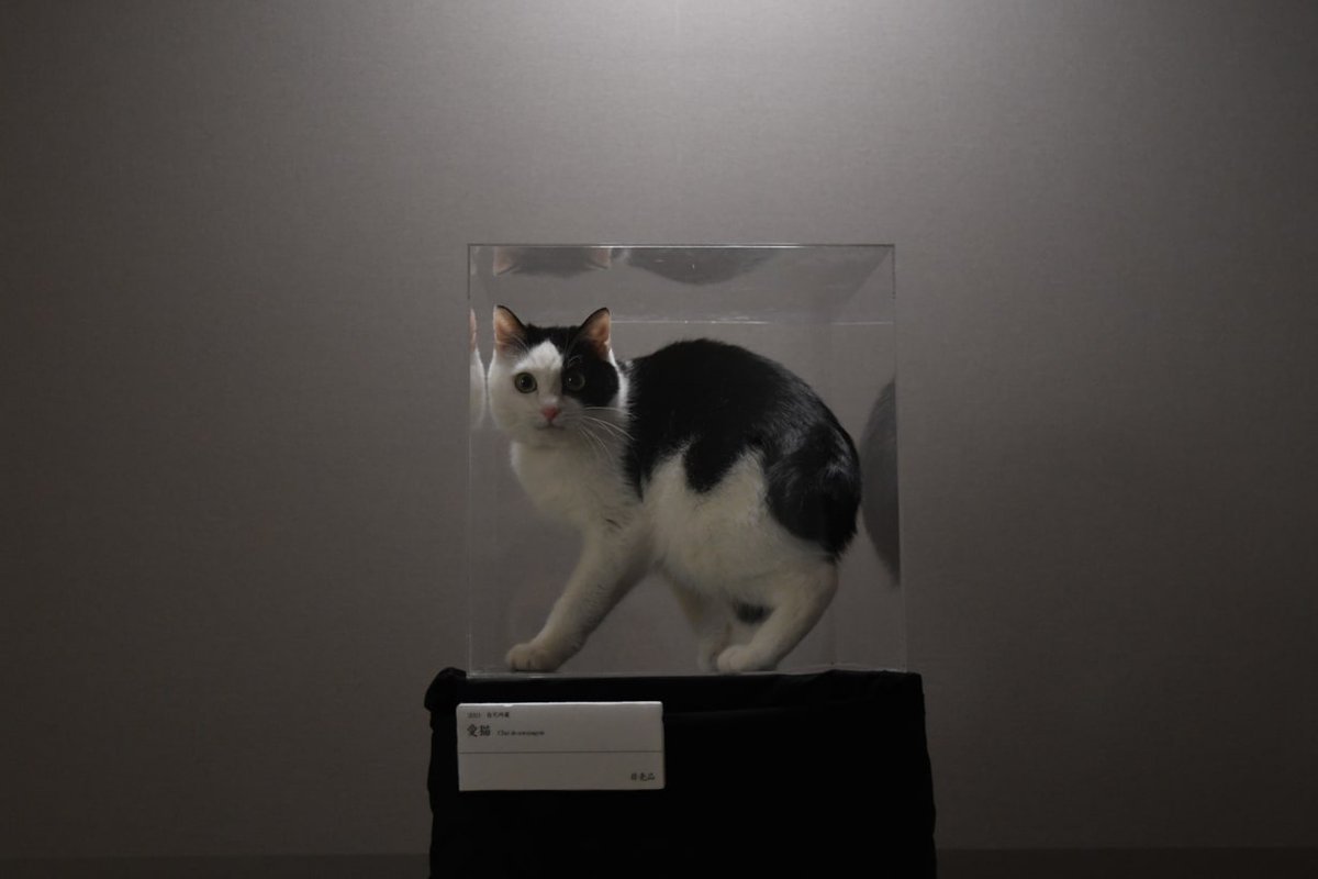   「置いておくだけで飼ってる猫が美術品みたいになる」キャットタワーを作った