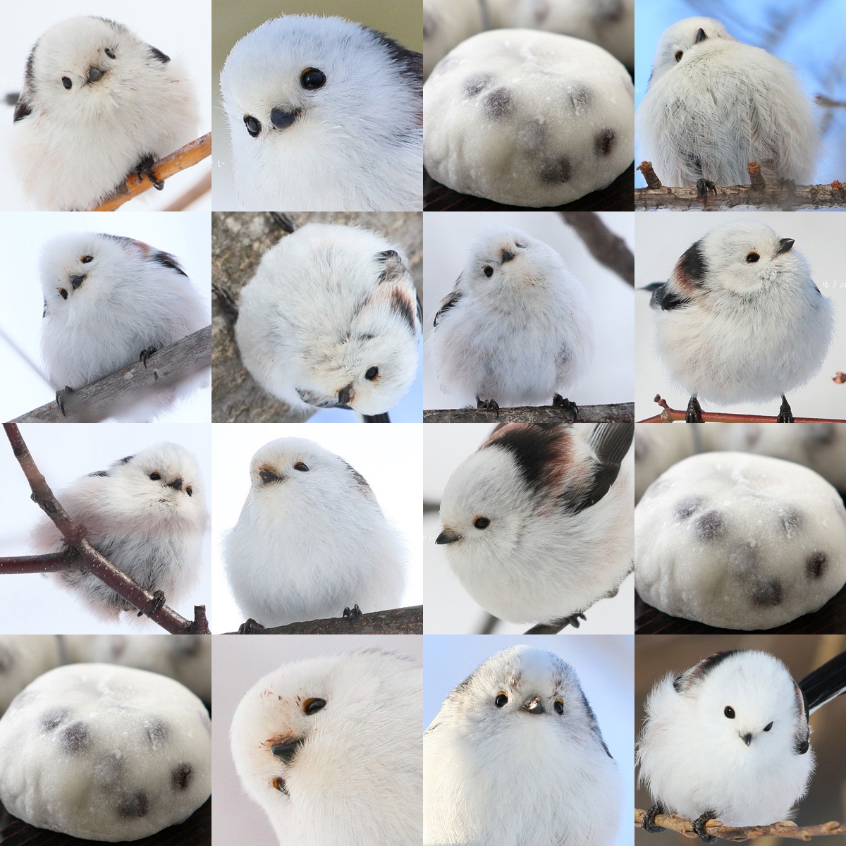 五月病に効くシマエナガ 