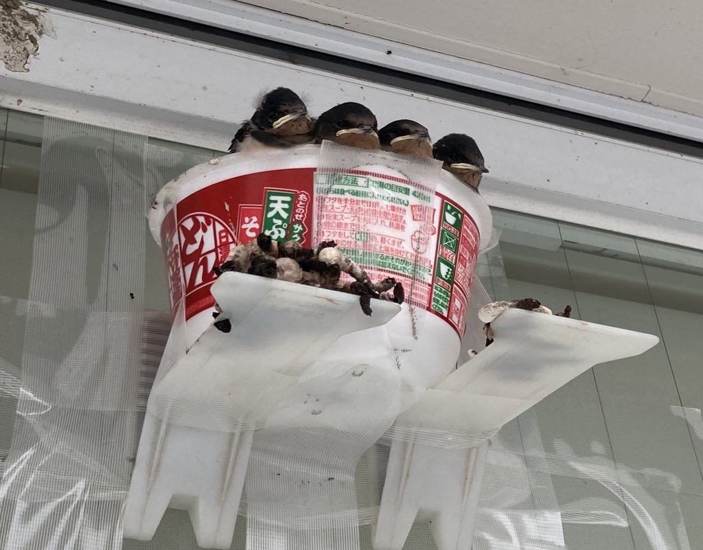 巣が思ってたんと違う 