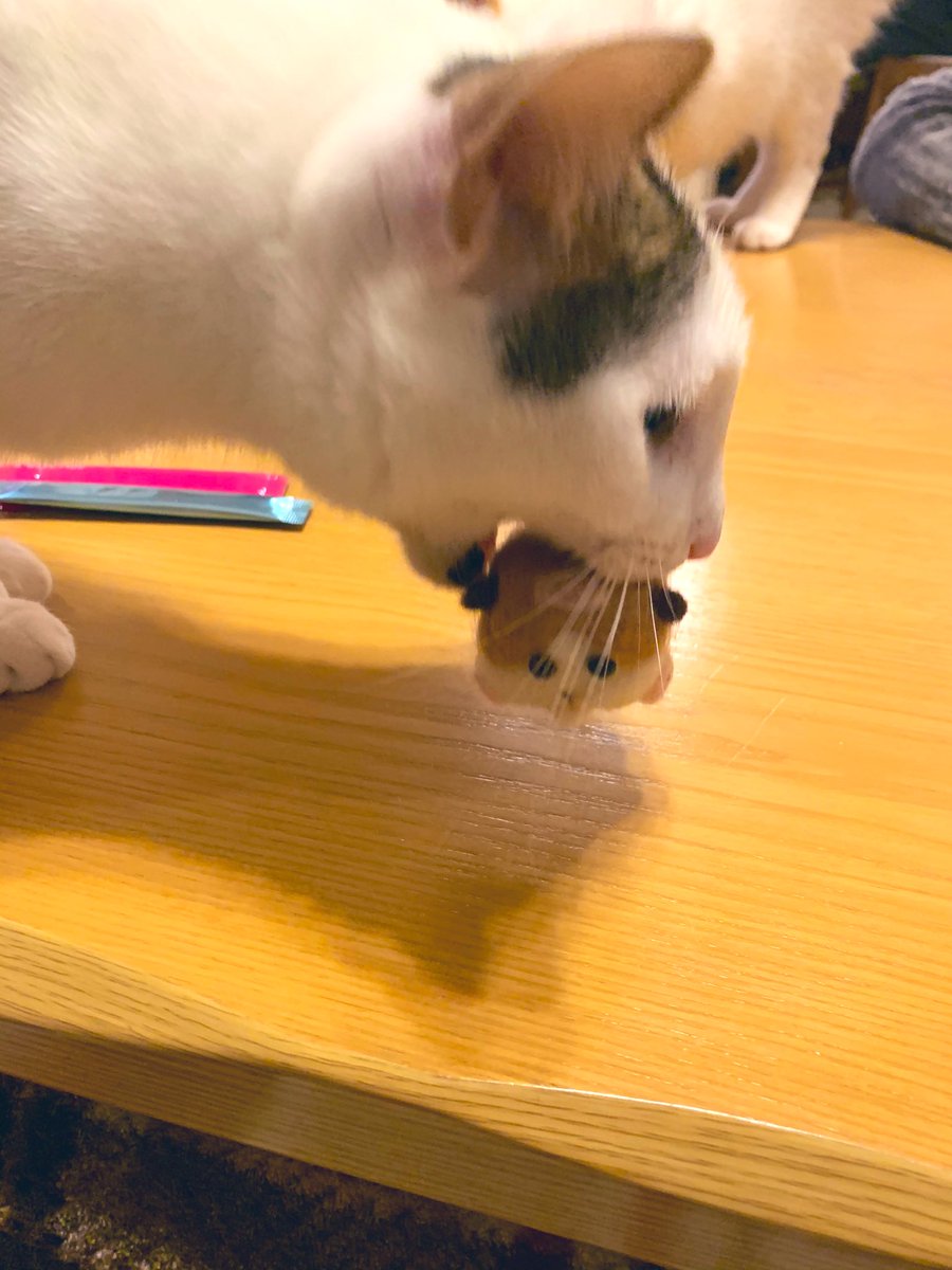 モルカーぁぁぁぁぁああああ！！！！ 