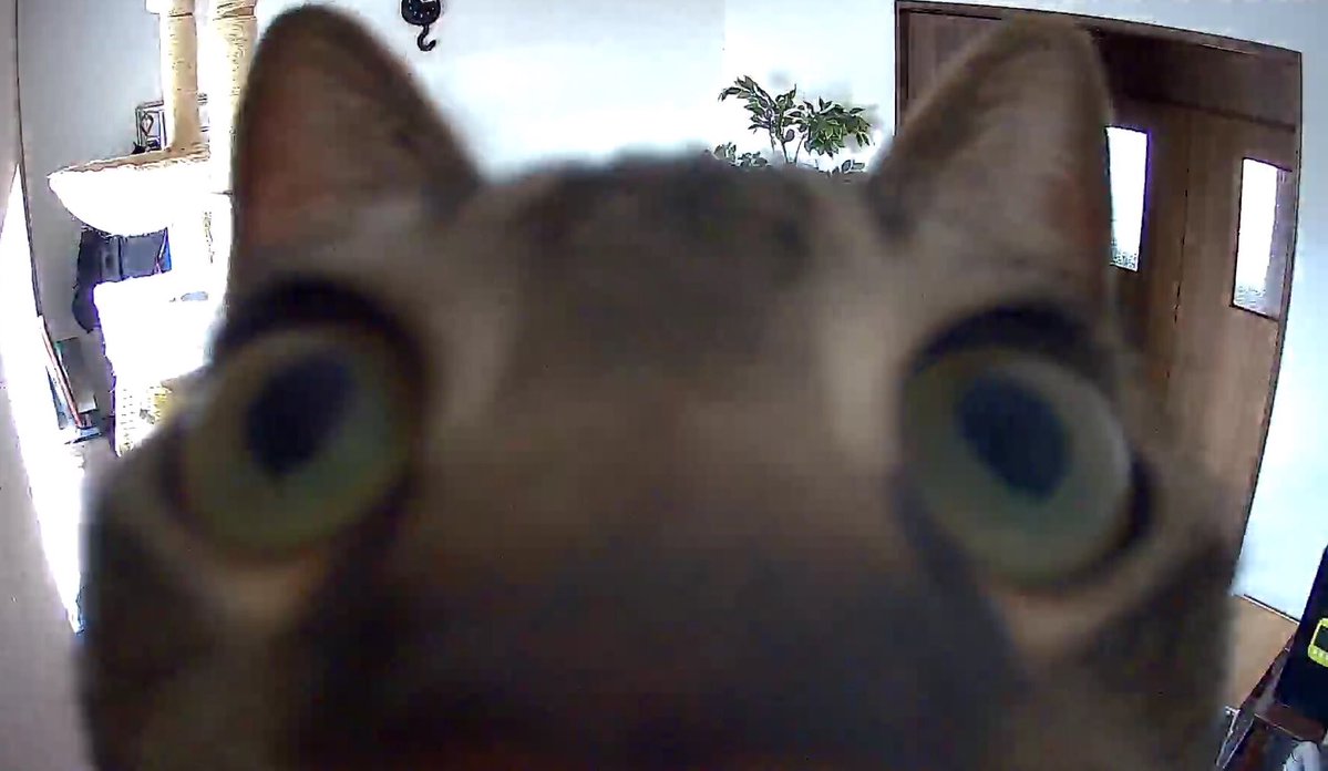 実家の監視カメラ 