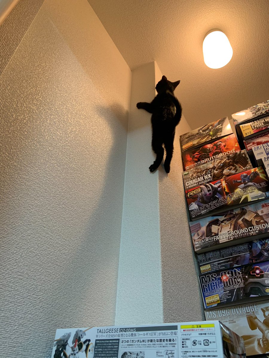 ネコおぉぉぉぉぉぉぉぉぉぉぉぉぉぉぉぉぉぉぉぉぉぉぉぉぉぉぉぉぉぉぉぉぉぉぉぉぉぉぉぉぉぉぉぉぉぉぉぉぉぉぉぉぉぉぉぉぉぉぉぉぉぉぉぉぉぉぉぉぉぉぉぉぉぉぉぉぉぉぉぉぉぉぉぉぉぉぉぉぉぉぉぉぉぉぉぉぉぉぉぉぉぉぉぉぉぉぉぉぉぉぉぉぉぉぉぉぉぉぉぉぉぉぉ