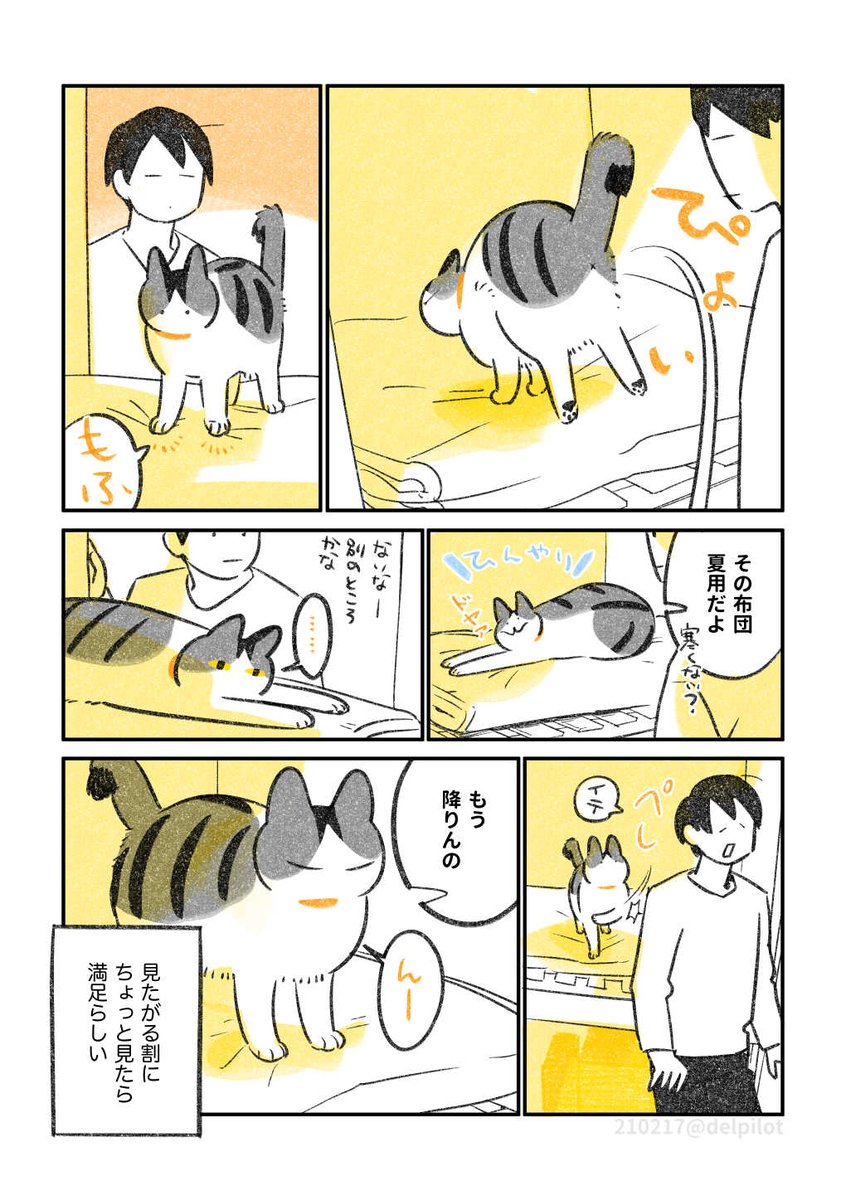 押入れ探検が好きな猫 