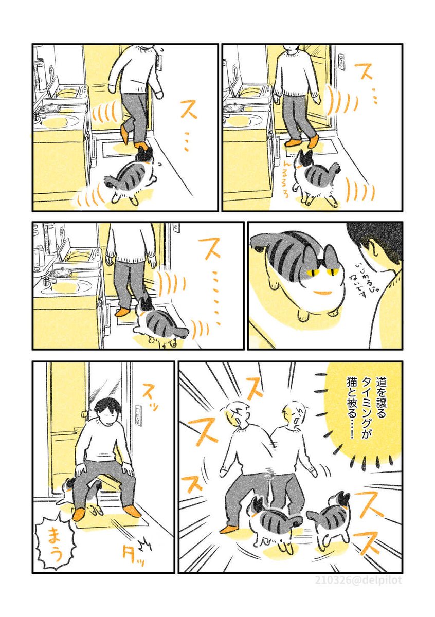 水のたゆたいが気になる猫 