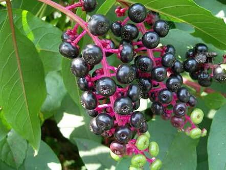 メンヘラからブルーベリーケーキとかもろたら気ぃつけや