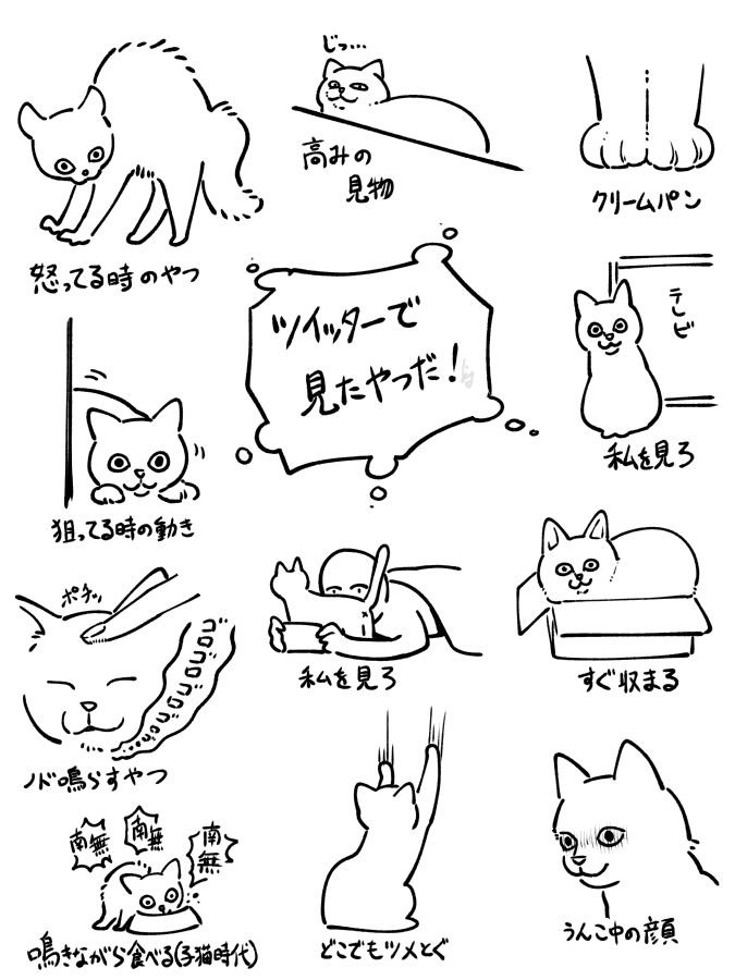 猫飼って(拾って)一年