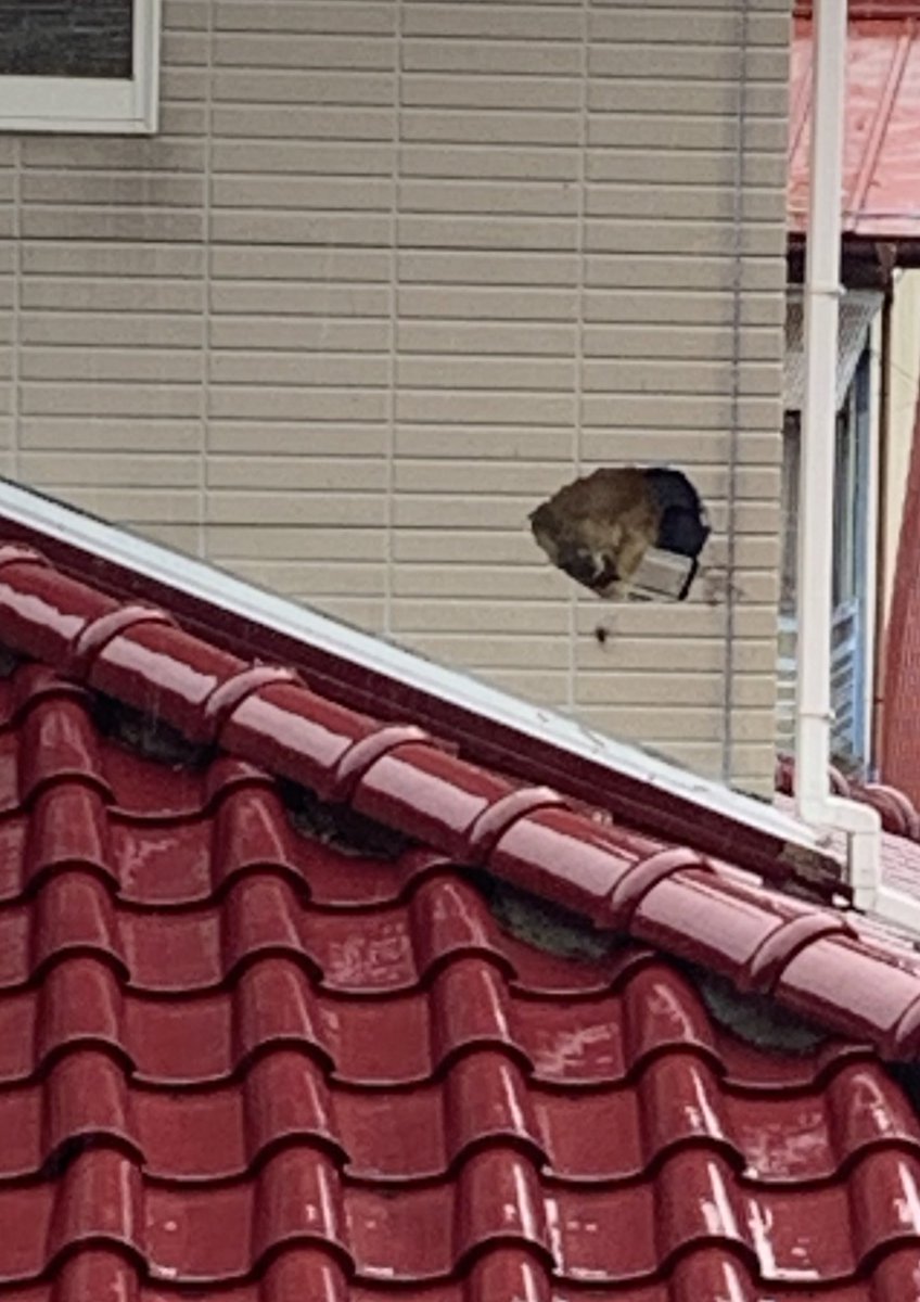 ヤマドリ(キジ科)が  外壁タイルと石膏ボード貫通して家に刺さってた  な、何を言っているのかわからねーと思うが おれも何をされたのか わからなかった‥ 