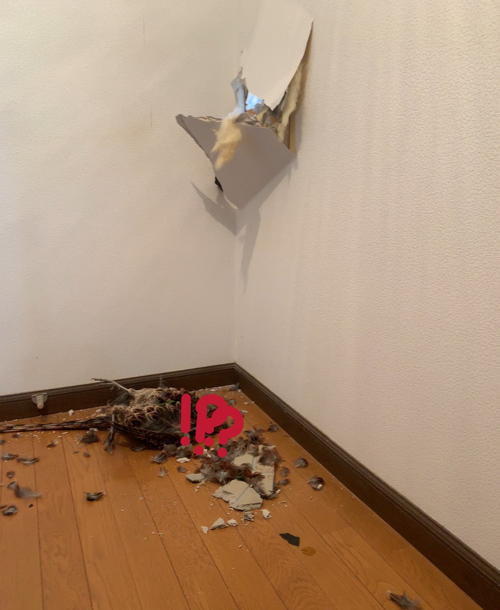 ヤマドリ(キジ科)が  外壁タイルと石膏ボード貫通して家に刺さってた  な、何を言っているのかわからねーと思うが おれも何をされたのか わからなかった‥ 