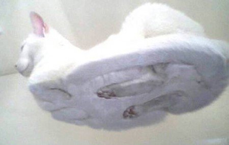 これはネコ科の中でも ライオンや虎にはできない 猫特有の座り方です