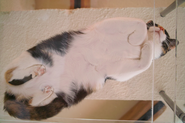 これはネコ科の中でも ライオンや虎にはできない 猫特有の座り方です