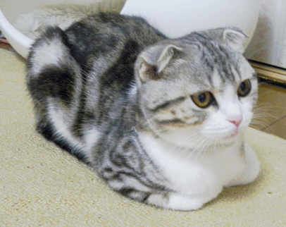 これはネコ科の中でも ライオンや虎にはできない 猫特有の座り方です