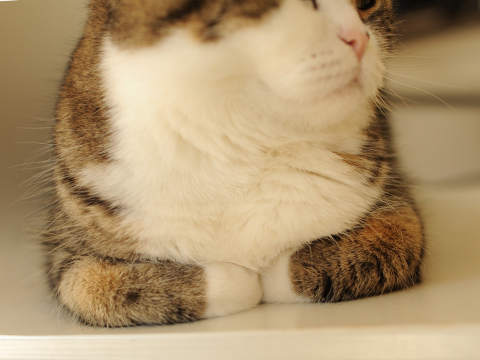 これはネコ科の中でも ライオンや虎にはできない 猫特有の座り方です