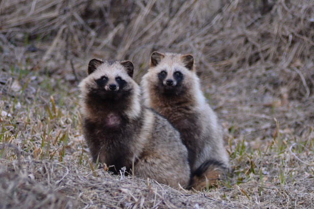 【タヌキの夫婦愛】  タヌキは夫婦愛が強く、パートナーに決めた相手と一生添い遂げるそうです  また、パートナーが先に亡くなってしまった場合、他にパートナーを作らずに生きていくそうです