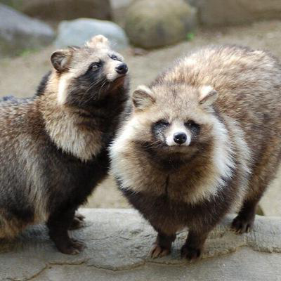 【タヌキの夫婦愛】  タヌキは夫婦愛が強く、パートナーに決めた相手と一生添い遂げるそうです  また、パートナーが先に亡くなってしまった場合、他にパートナーを作らずに生きていくそうです