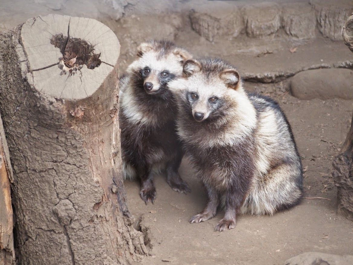 【タヌキの夫婦愛】  タヌキは夫婦愛が強く、パートナーに決めた相手と一生添い遂げるそうです  また、パートナーが先に亡くなってしまった場合、他にパートナーを作らずに生きていくそうです