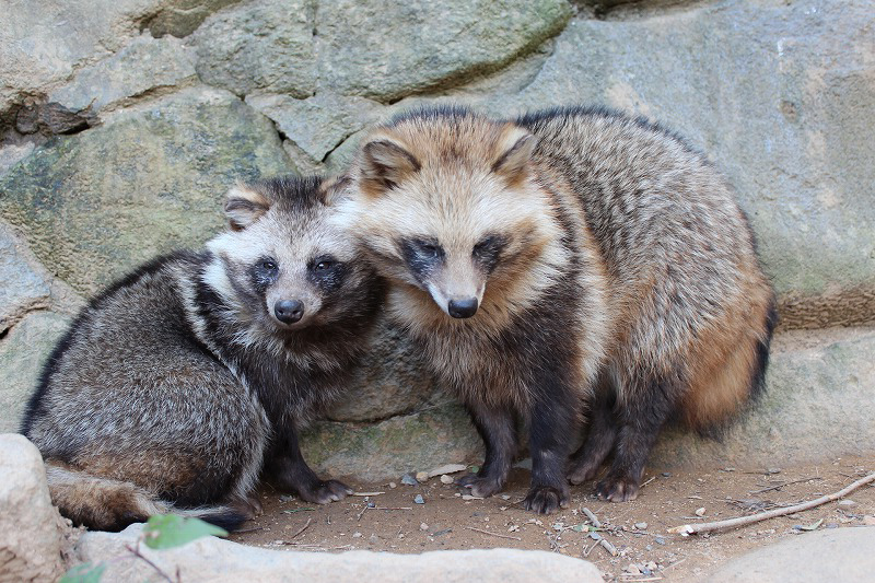 【タヌキの夫婦愛】 タヌキは夫婦愛が強く、パートナーに決めた相手と一生添い遂げるそうです また、パートナーが先に亡くなってしまった場合、他にパートナーを作らずに生きていくそうです