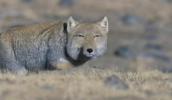 【意外に警戒心が薄いチベットスナギツネ】  あまりに独特の表情をしてるチベットスナギツネ