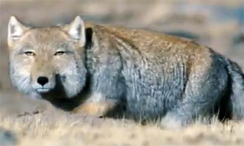 【意外に警戒心が薄いチベットスナギツネ】  あまりに独特の表情をしてるチベットスナギツネ