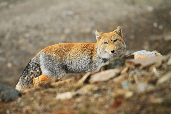 【意外に警戒心が薄いチベットスナギツネ】  あまりに独特の表情をしてるチベットスナギツネ