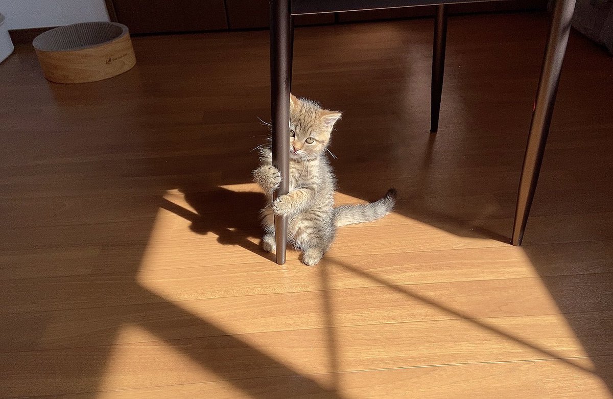 魅惑のポールダンス 