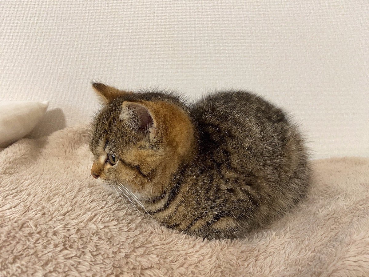 手足どこいった？ 