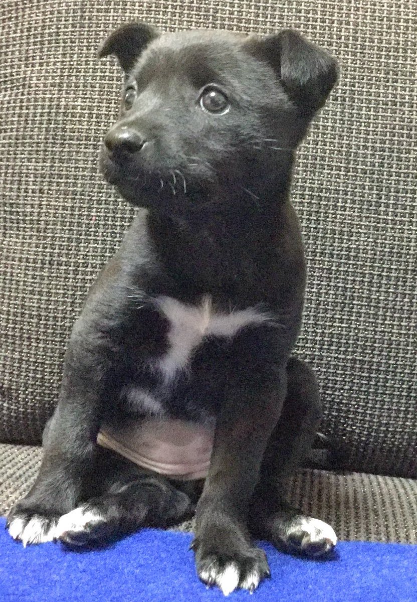 って話しかけたら「ううん、ツキノワグマの子供」って言われたらしい