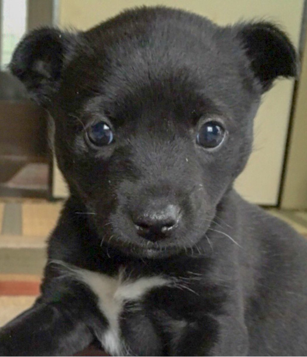 って話しかけたら「ううん、ツキノワグマの子供」って言われたらしい