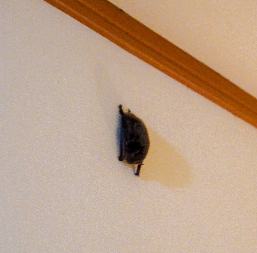 いつも通りジーッと壁を見てたらなんか穴が開いてる風に見えたので電気をつけたらなんかかわいいのが逆立ちで貼り付いててかわいかったけど妻を呼んだらこのコウモリと交信始めた