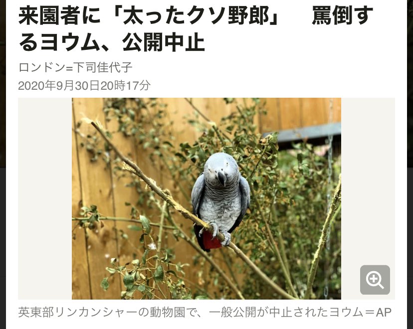 鳥関係のニュースで1番好きなやつ 