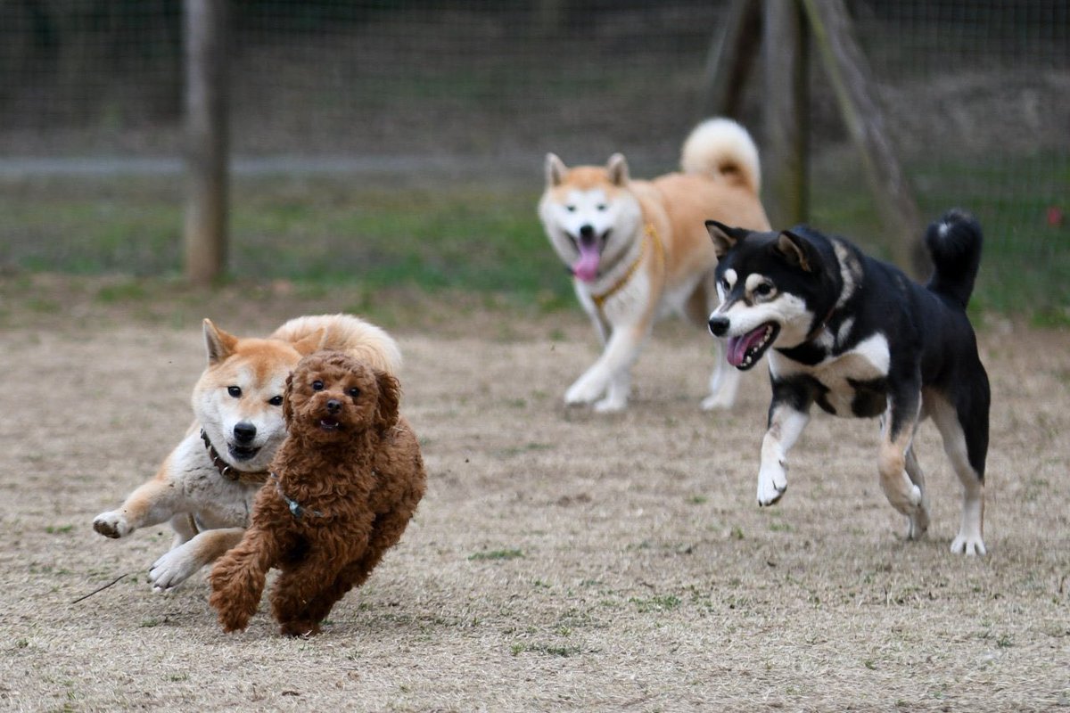 一緒にトイプーを追いかけてたと思ったら裏切る黒柴 #お前よくぞそんなもん撮ってたな選手権 