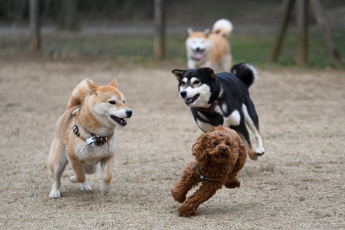 一緒にトイプーを追いかけてたと思ったら裏切る黒柴 #お前よくぞそんなもん撮ってたな選手権 