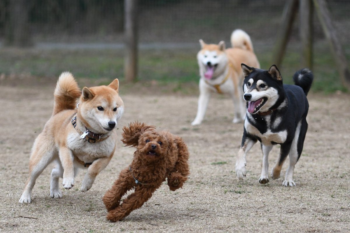 一緒にトイプーを追いかけてたと思ったら裏切る黒柴 #お前よくぞそんなもん撮ってたな選手権 