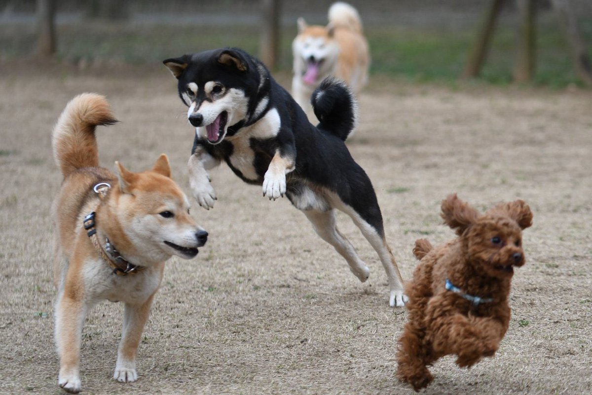 一緒にトイプーを追いかけてたと思ったら裏切る黒柴 #お前よくぞそんなもん撮ってたな選手権 