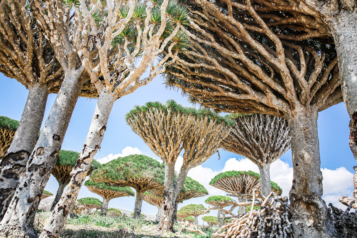 イエメンのソコトラ島というところに行っていました