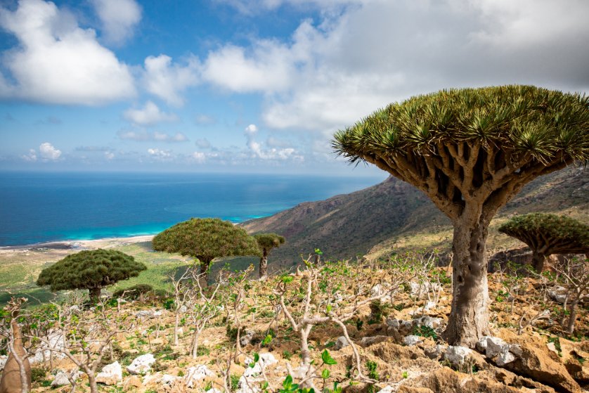 イエメンのソコトラ島というところに行っていました