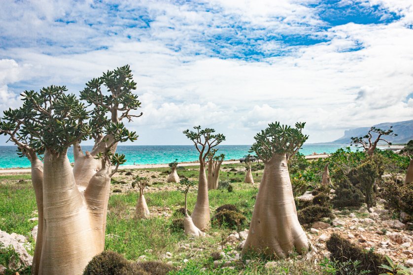 イエメンのソコトラ島というところに行っていました