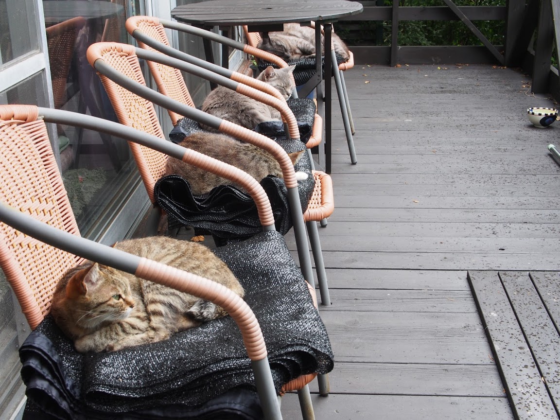 森の猫カフェ開店しましたが、GoToニャンコご利用のお客様で満席となっております