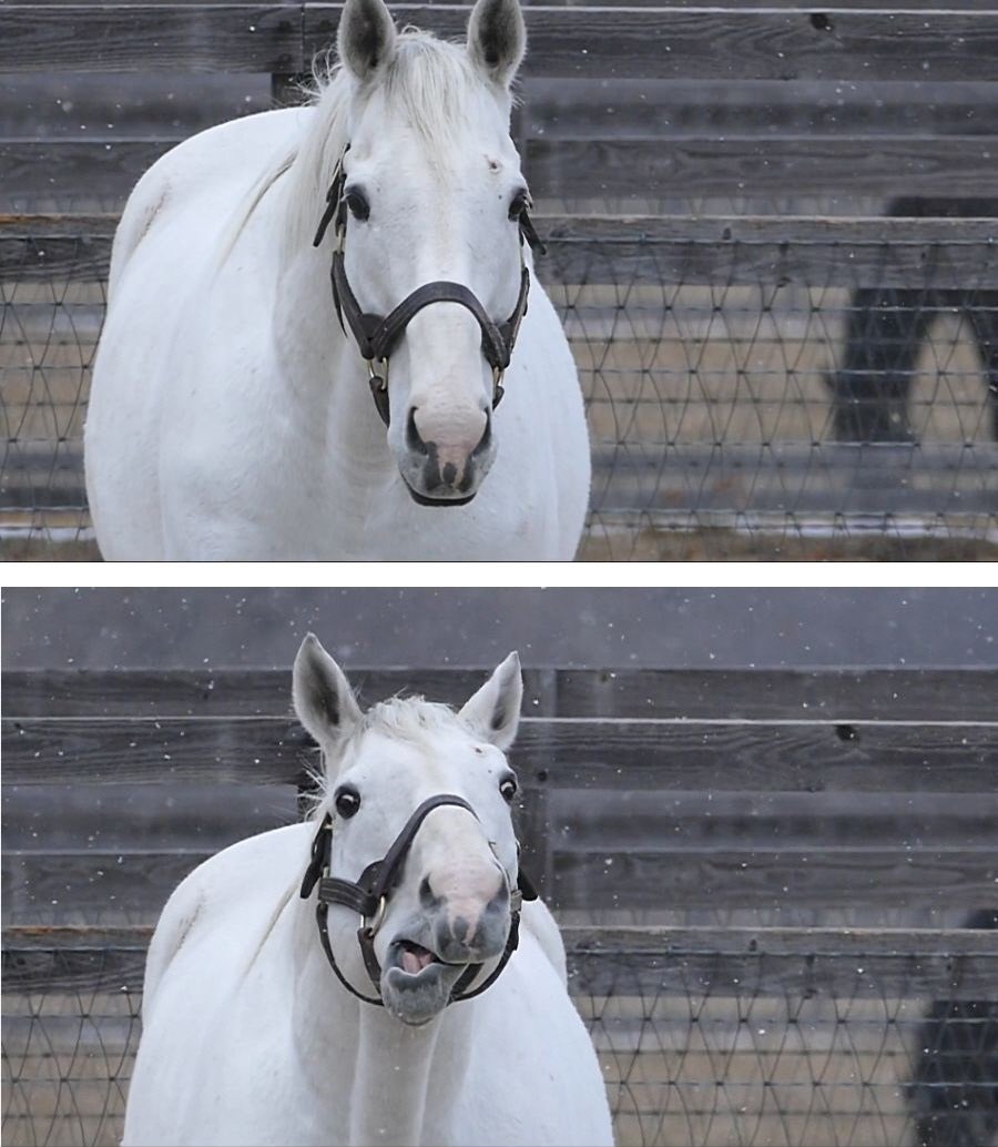 ウマ娘が流行らなかったら馬の表情の豊かさに気づけなかっただろう