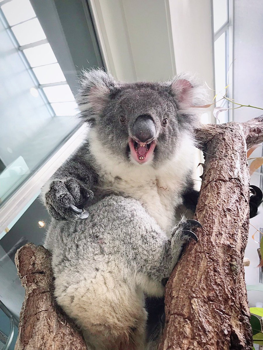 メスがこの顔の時は「近づくな」のサインなのでコアラのオスのみなさんはよく覚えといてください