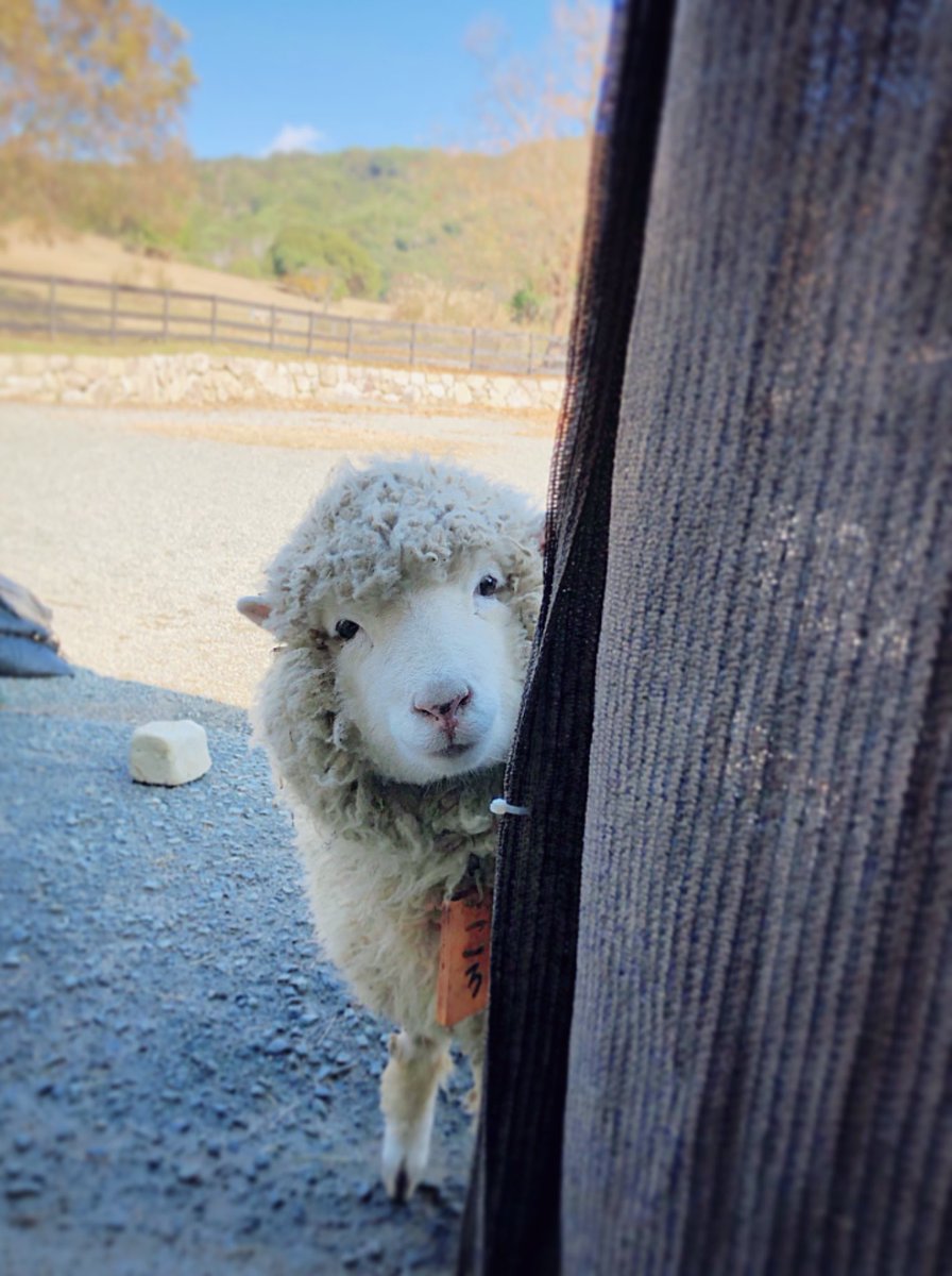 そしてころちゃんは天使。間違いない。 