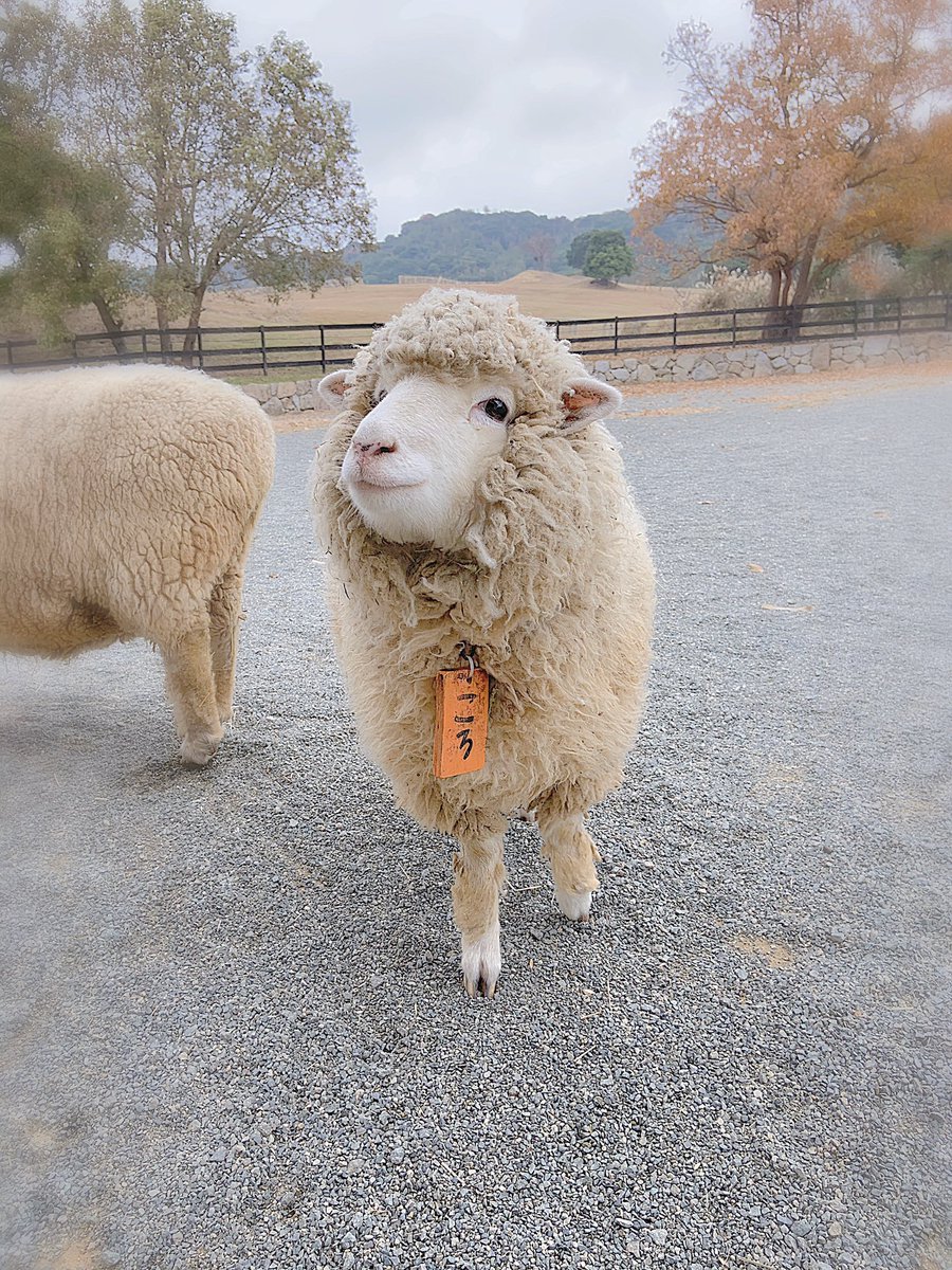 そしてころちゃんは天使。間違いない。 