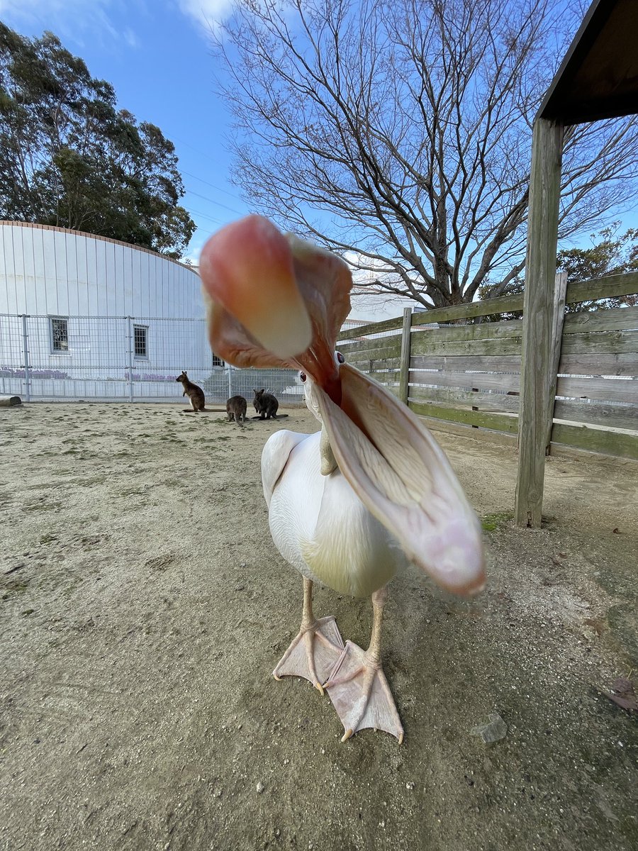 正面からペリカンを見ることってあんまりないですよねってことでどうぞ